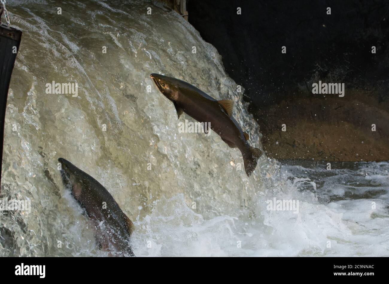 Chinook Salmon jumping at Bowmanville Ontario fish ladder migrating from Lake Ontario to spawn Stock Photo
