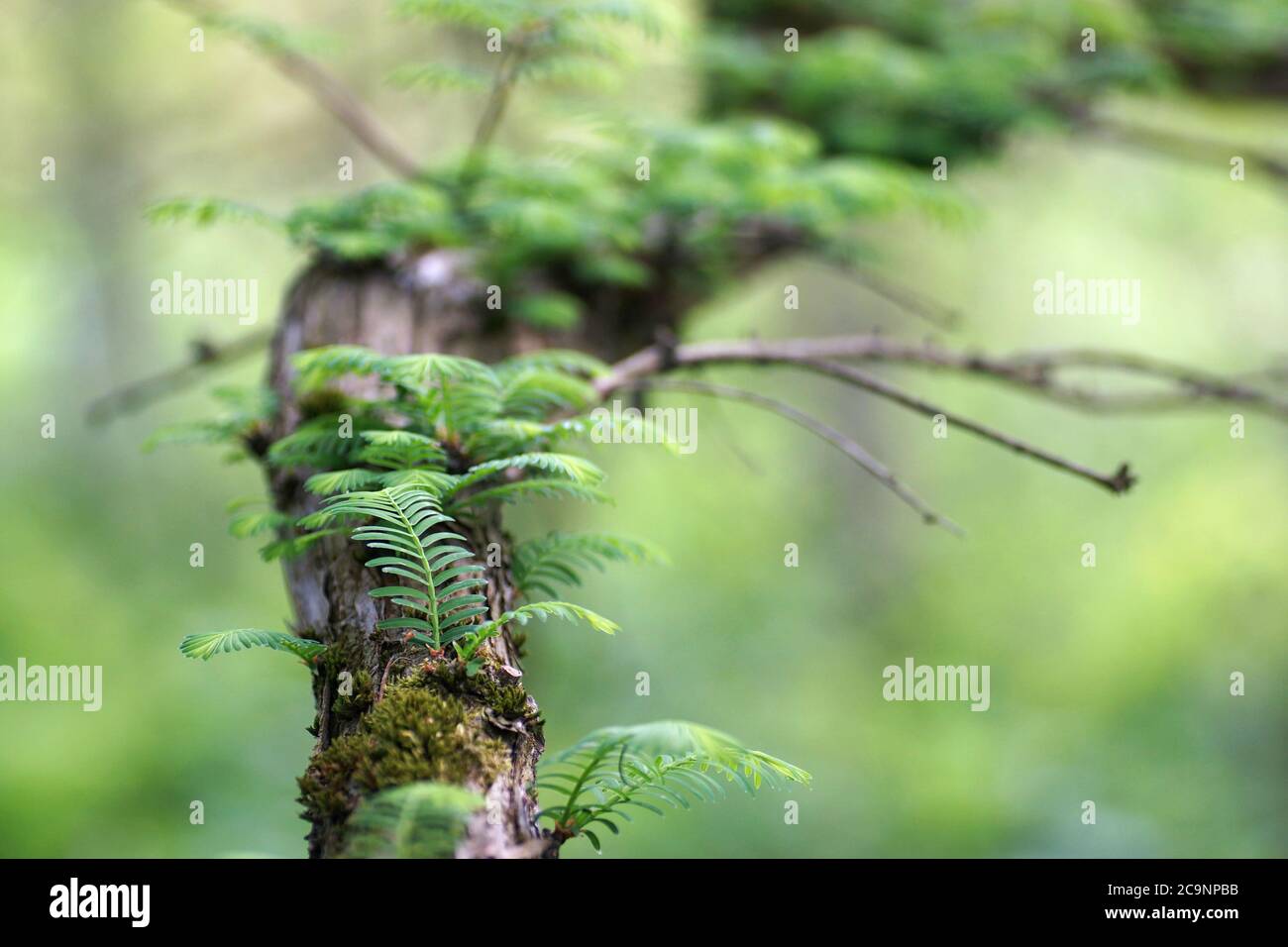 May in the arboretum, young leaves on a metasequoia branch, fuzzy background and copy space Stock Photo