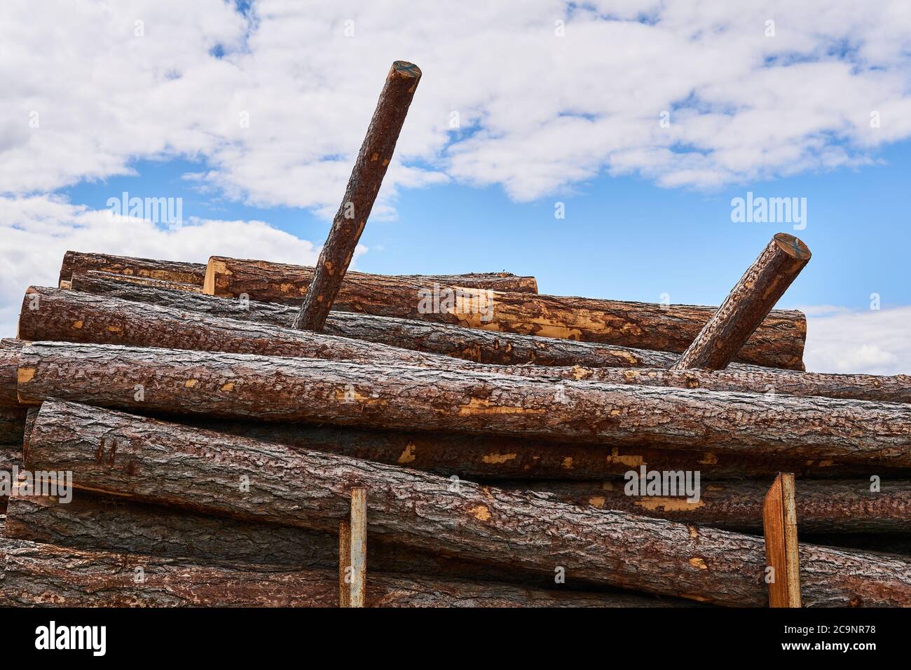 pine logs are stacked in a woodyard before processing or transportation Stock Photo