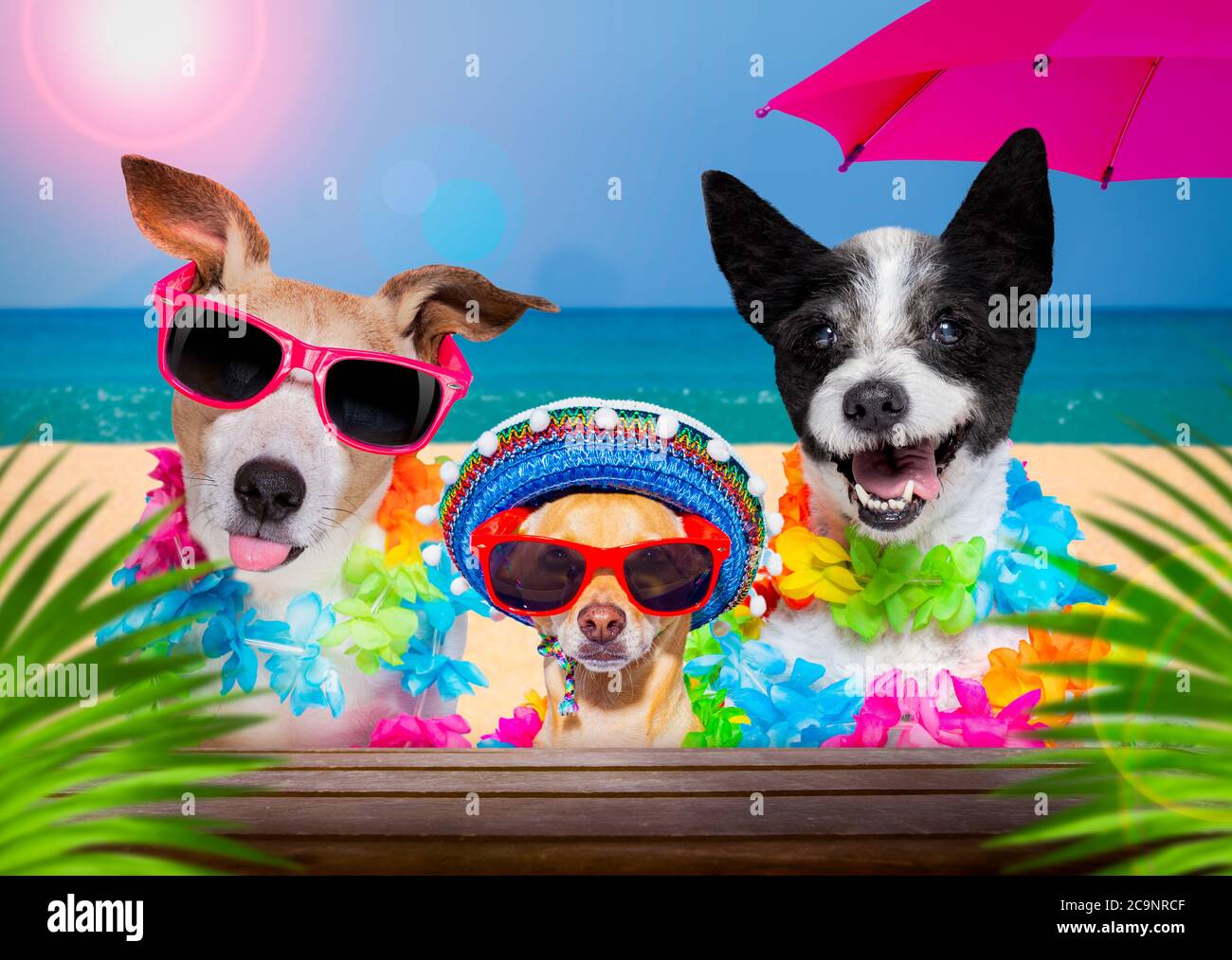 dog family with husband wearing sunglasses in summer vacation holidays ...