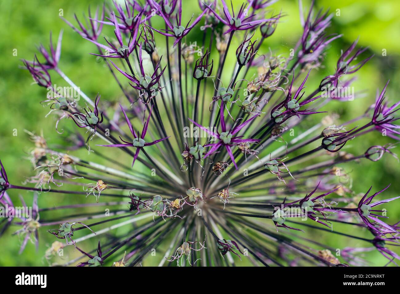 Beautiful ornamental flowering plant with star shaped purple flower - allium aflatunense Stock Photo