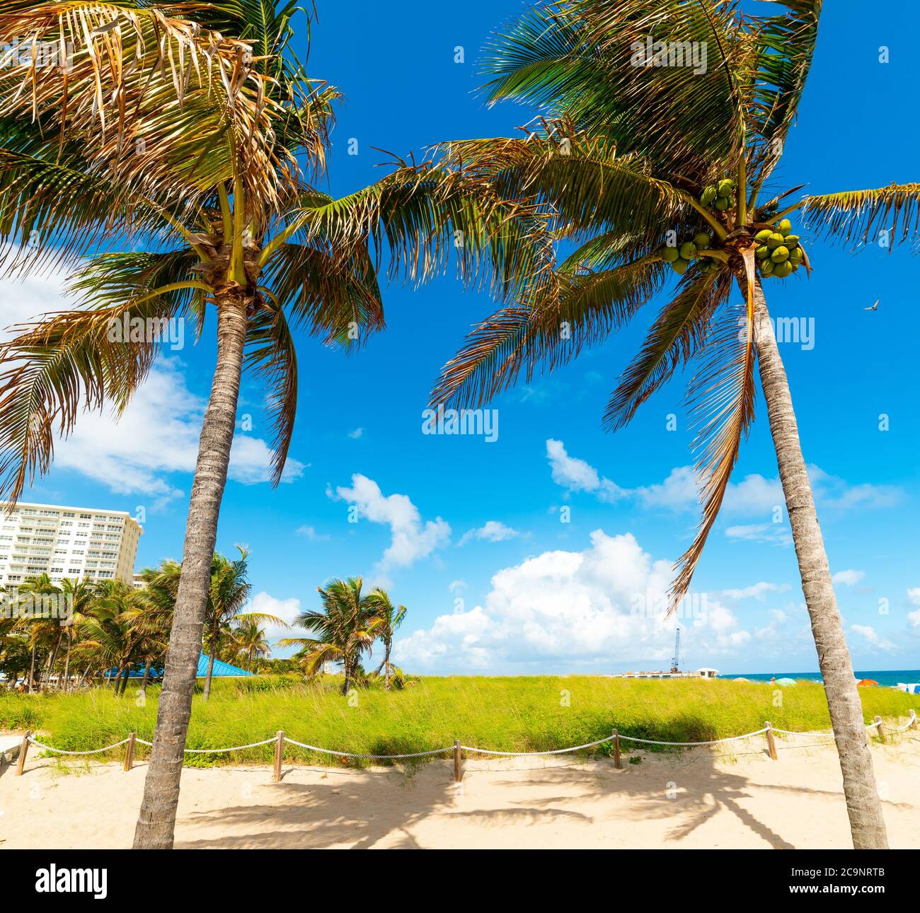 Coconut palm trees and white sand in Pompano Beach, USA Stock Photo Alamy