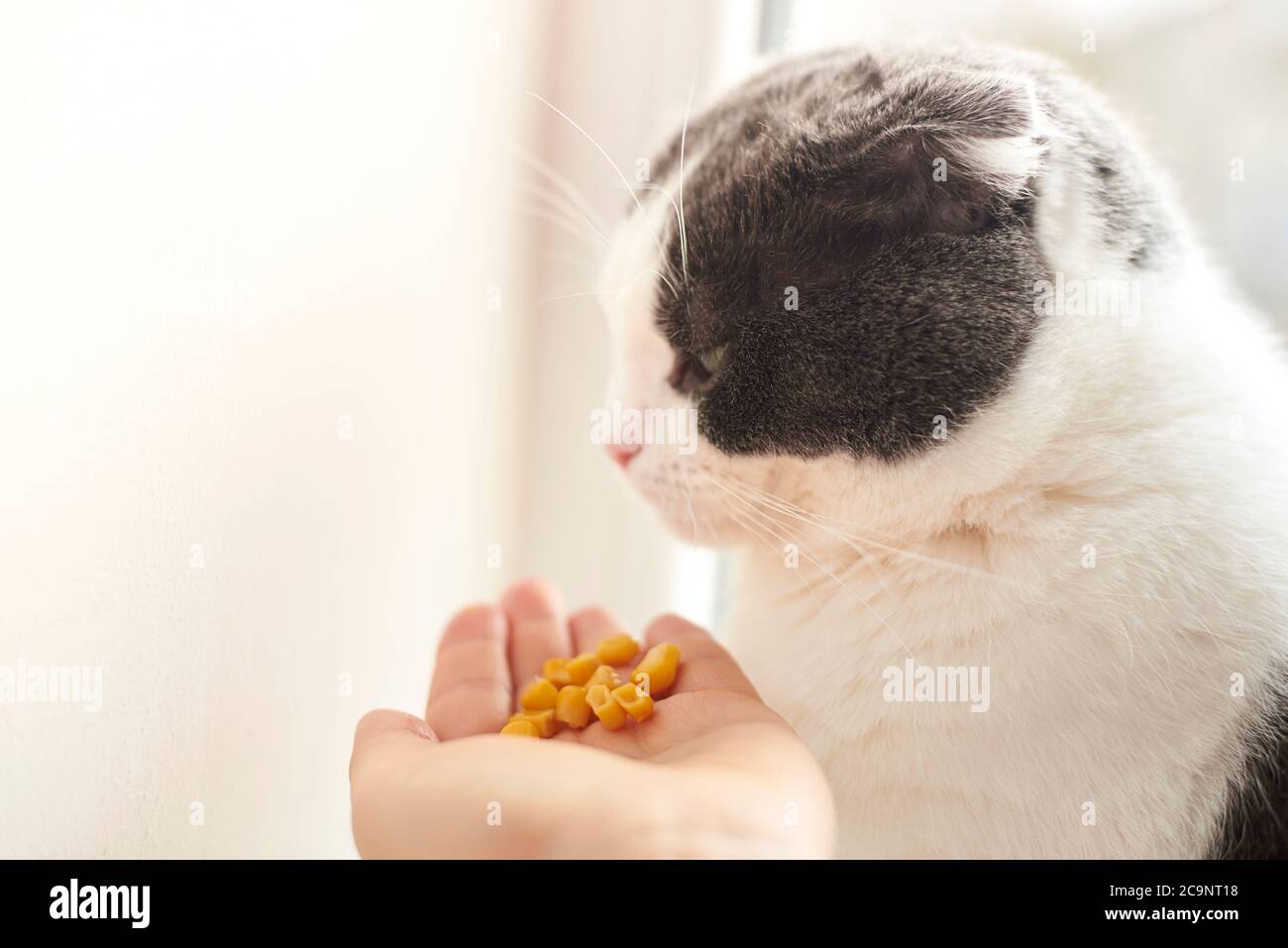 The owner gives his cute cat corn in the palm of his hand Stock Photo