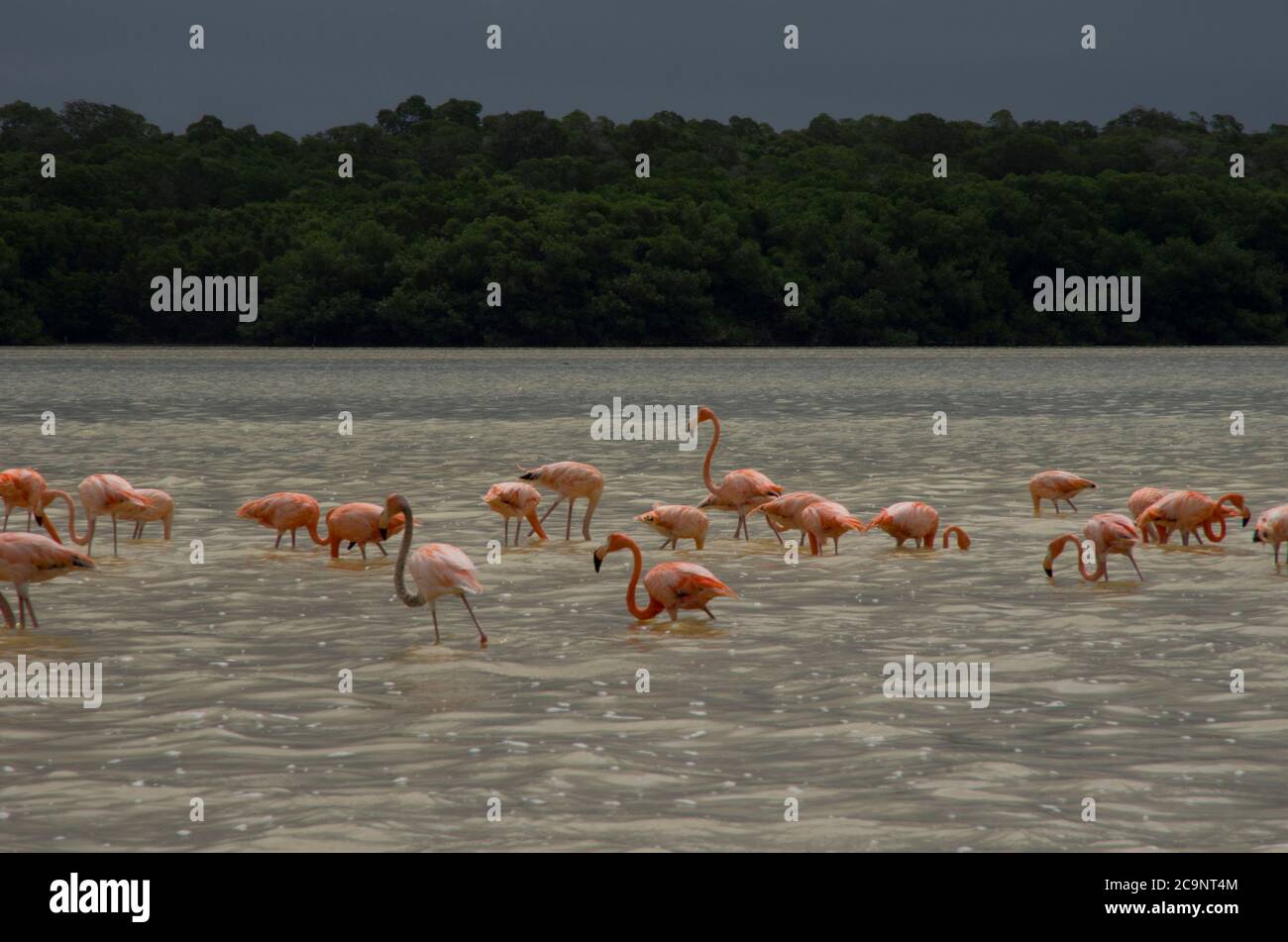 Flamingos eating brine shrimps which give them their plumage color due to carotenoid. Shiny water of Ria Celestun Biosphere Reserve, Yucatan, Mexico. Stock Photo