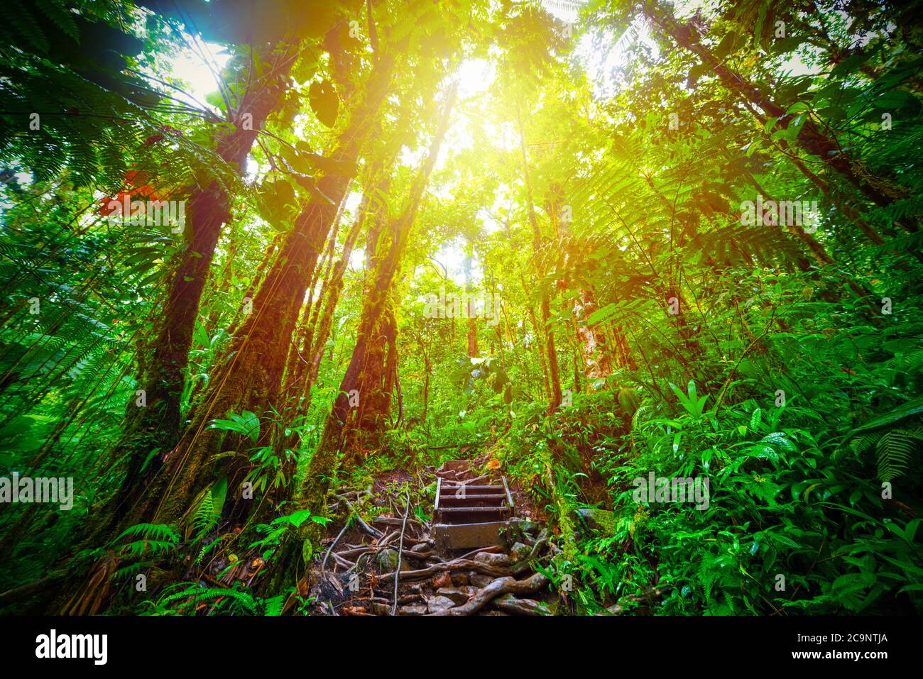 Roots and tall trees in Bass Terre jungle in Guadeloupe, Caribbean