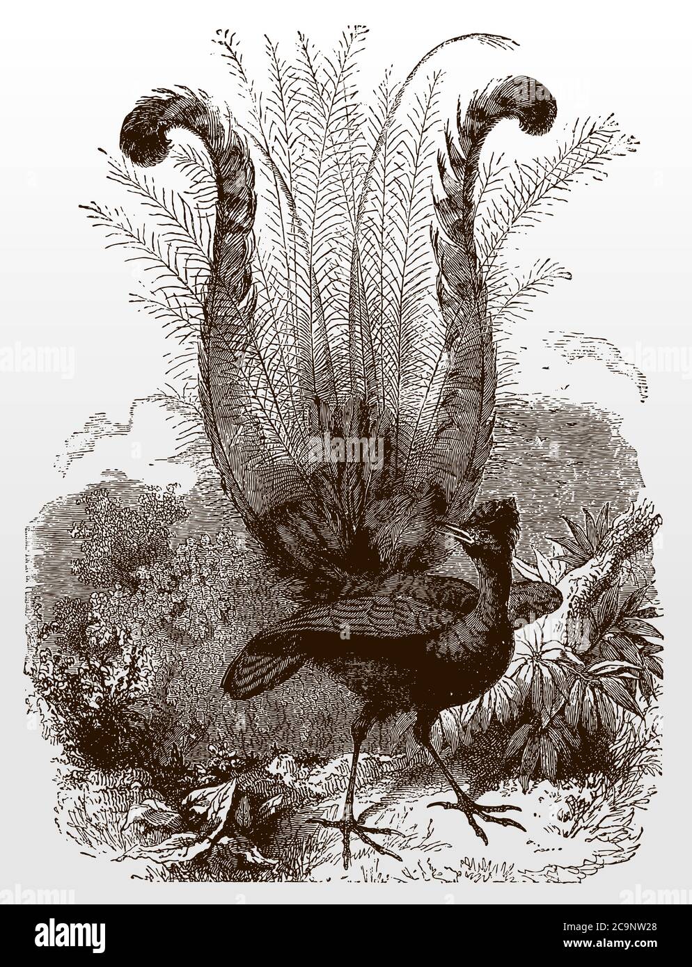 Superb lyrebird, menura novaehollandiae displaying its beautiful tail feathers, after an antique illustration from the 19th century Stock Vector