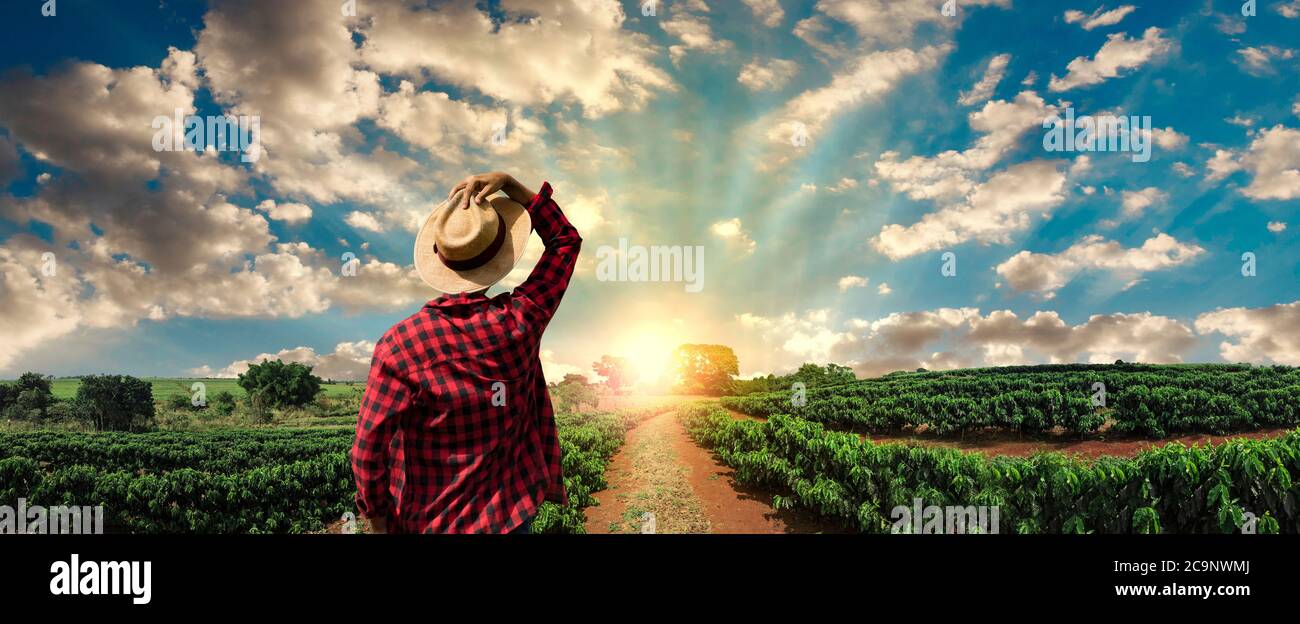 Farmer working on coffee field at sunset outdoor . Stock Photo