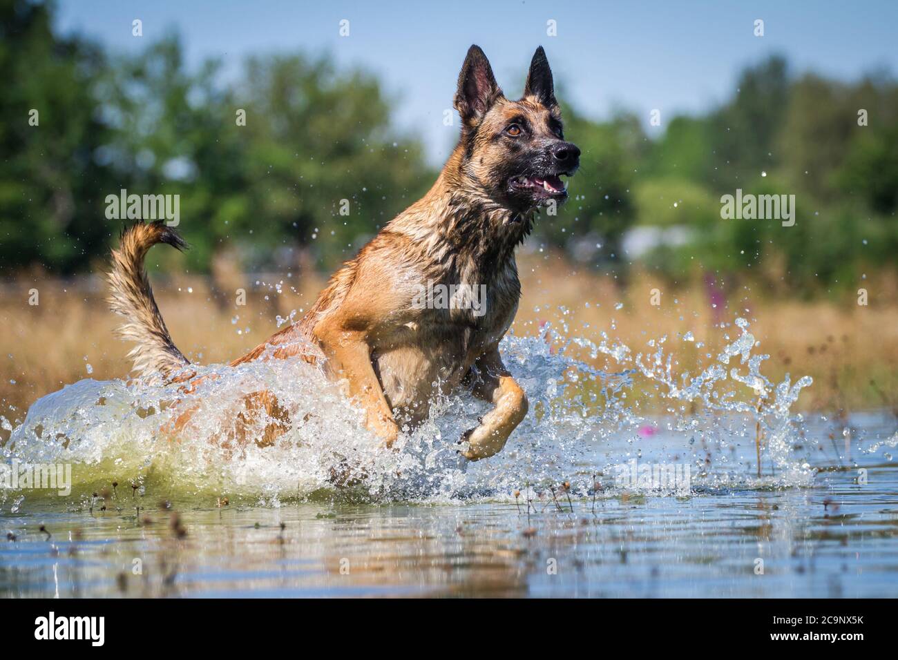 Belgian Shepherd Dog (Malinois) running in the lake, summer water fun Stock Photo
