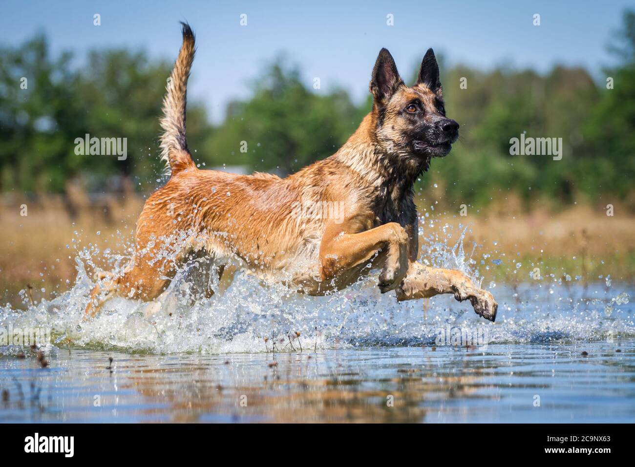 Belgian Shepherd Dog (Malinois) running in the lake, summer water fun Stock Photo