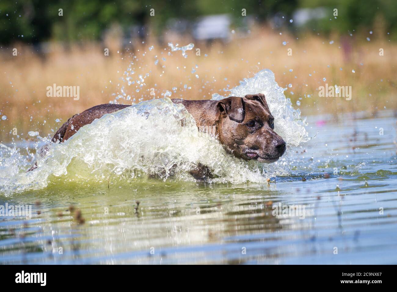 Pit Bull-mix dog running in the lake, summer water fun Stock Photo - Alamy