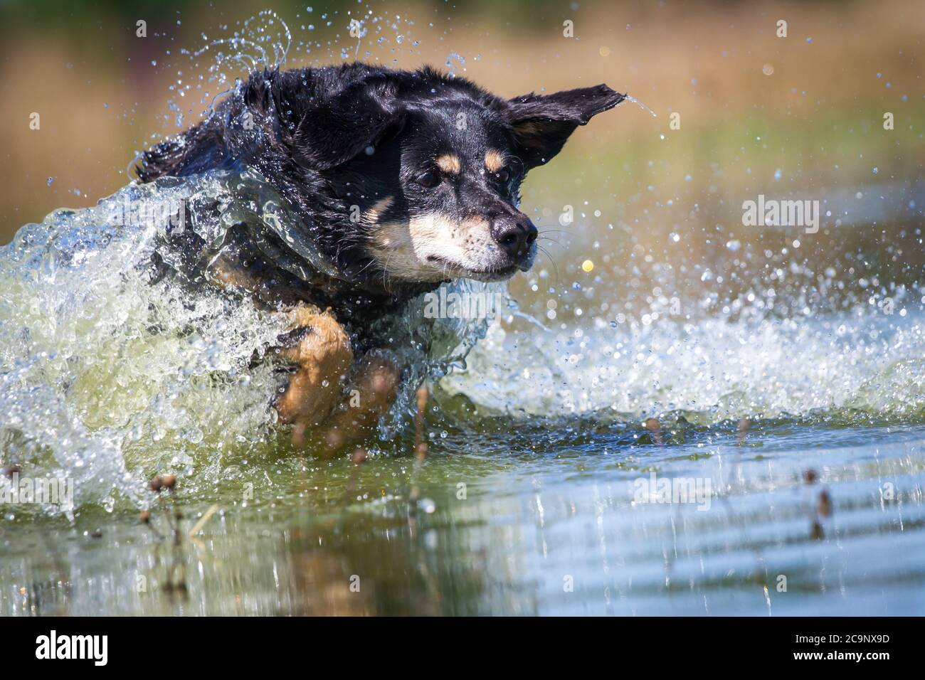 Austrian Pinscher dog running in the lake, summer water fun Stock Photo