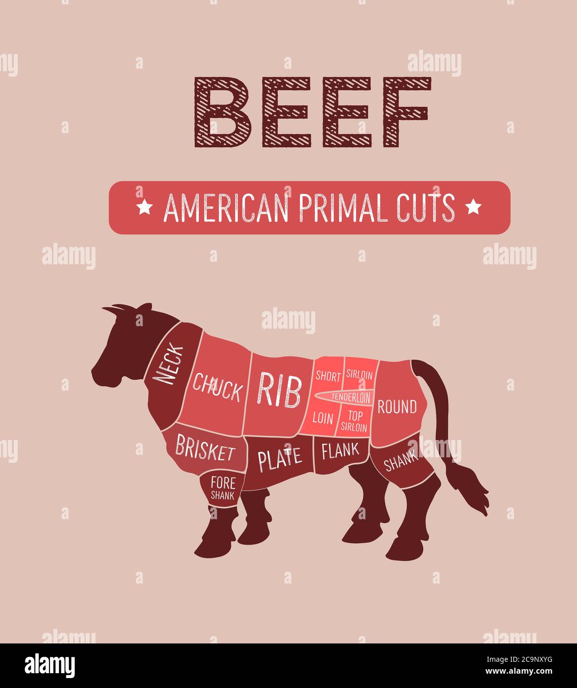 Vector illustration of American primal beef meat cuts diagram, US scheme for butcher shop, color indicates premium grades of meat Stock Photo