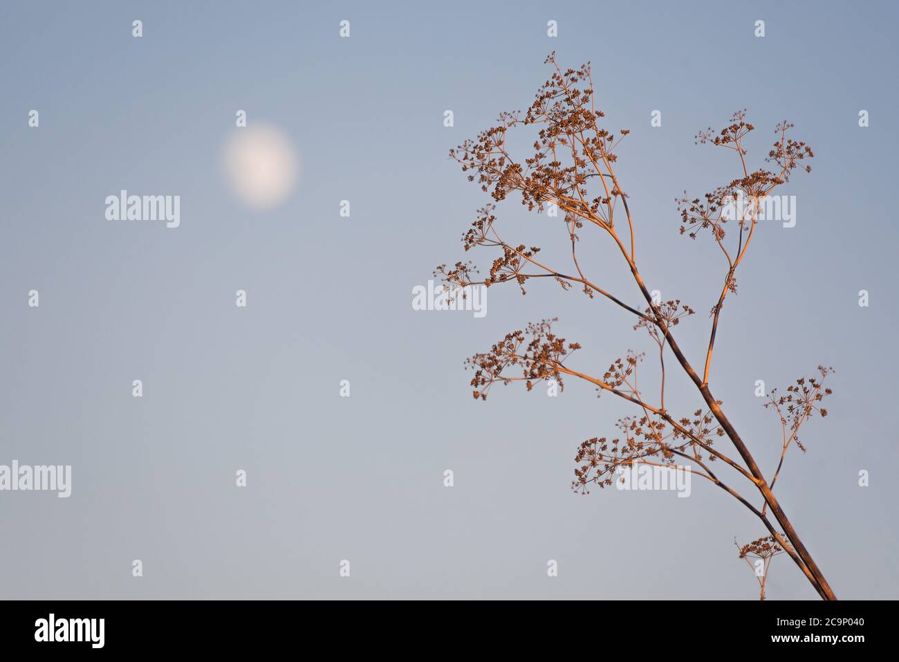Zen frozen ice snow tree hi-res stock photography and images - Alamy
