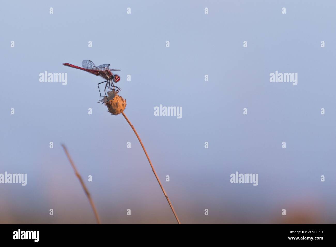 one dragonfly resting on a plant Stock Photo - Alamy