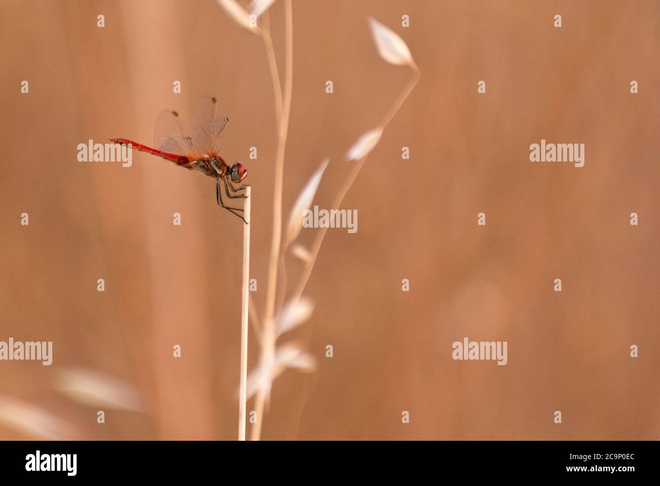 one dragonfly resting on a plant Stock Photo - Alamy