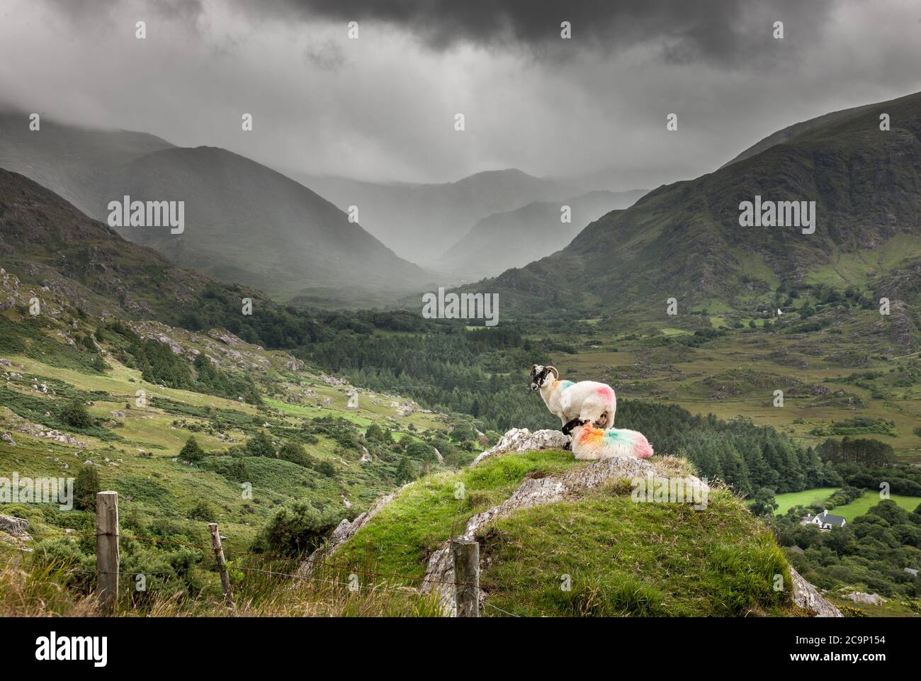 Healy Pass, Cork, Ireland. A pair of sheep perch on a ledge as the clouds darken and rain sweeps into the valley through the Healy Pass in West Cork, Ireland. - Credit; David Creedon / Alamy Live News Stock Photo