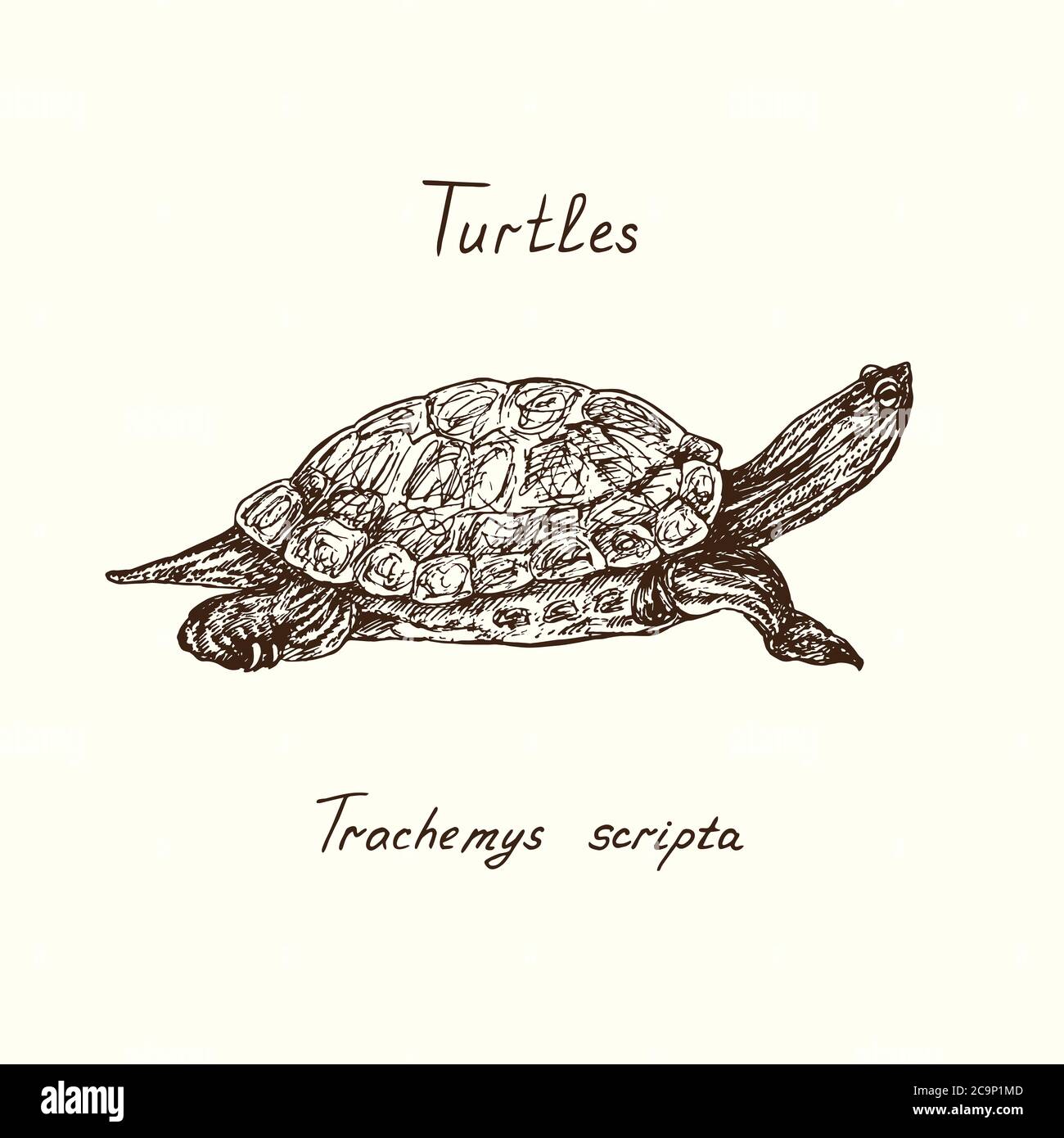 Turtle Shell Drawing Side View