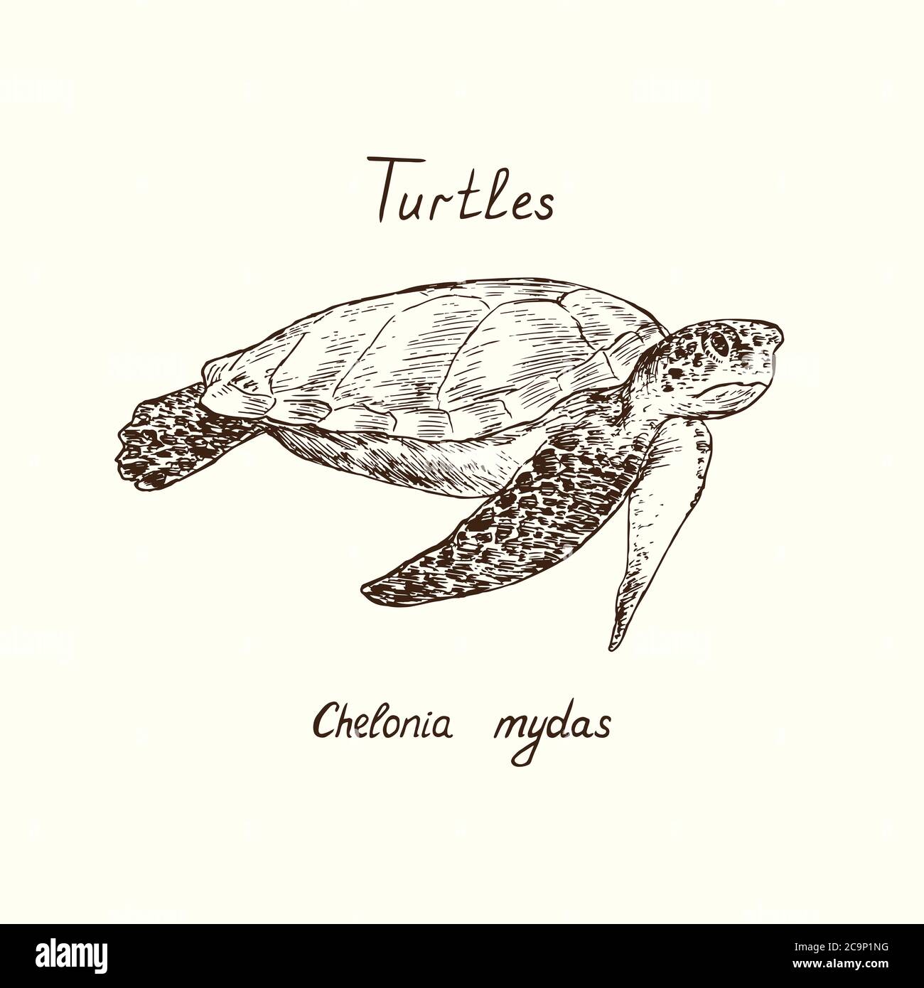 Tutles collection, green sea turtle (Chelonia mydas) hand drawn doodle, drawing sketch in gravure style Stock Photo
