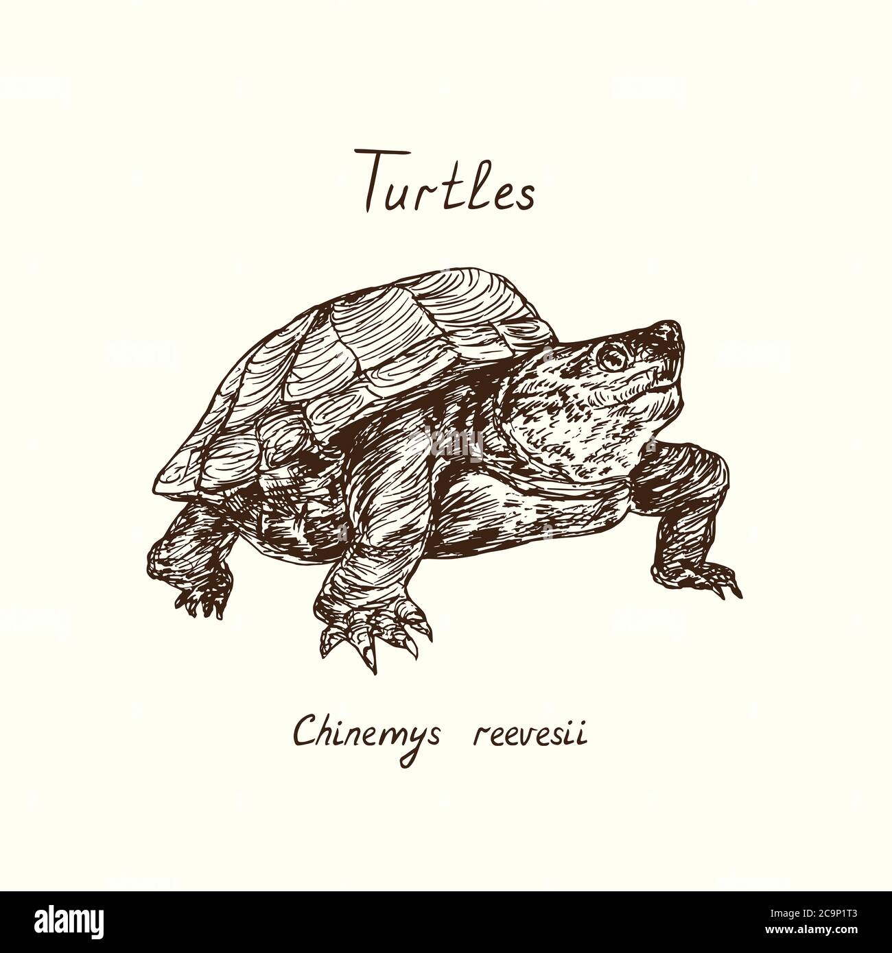 Tutles collection,  Chinemys reevesii (Mauremys reevesii, Chinese pond turtle, Chinese three-keeled pond turtle, Reeves' turtle), hand drawn doodle Stock Photo