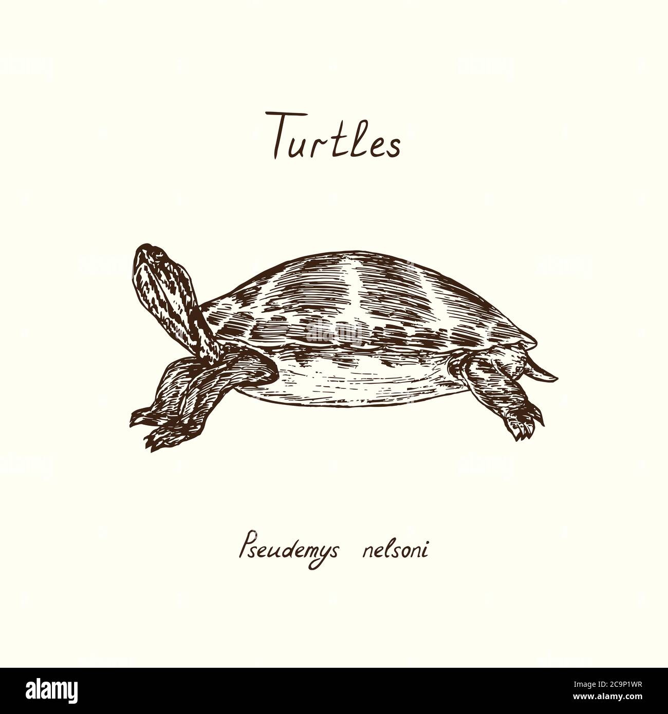Tutles collection,  Pseudemys nelsoni  (Florida red-bellied cooter or  redbelly turtle) , hand drawn doodle, drawing sketch in gravure style Stock Photo