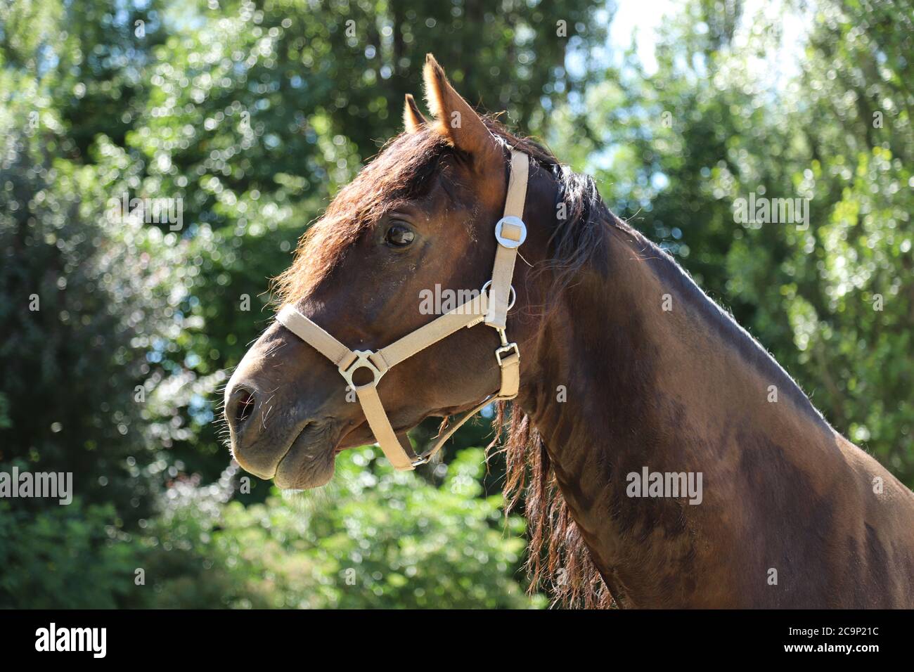 Headshot of a beautiful stallion. Adult horse standing in summer