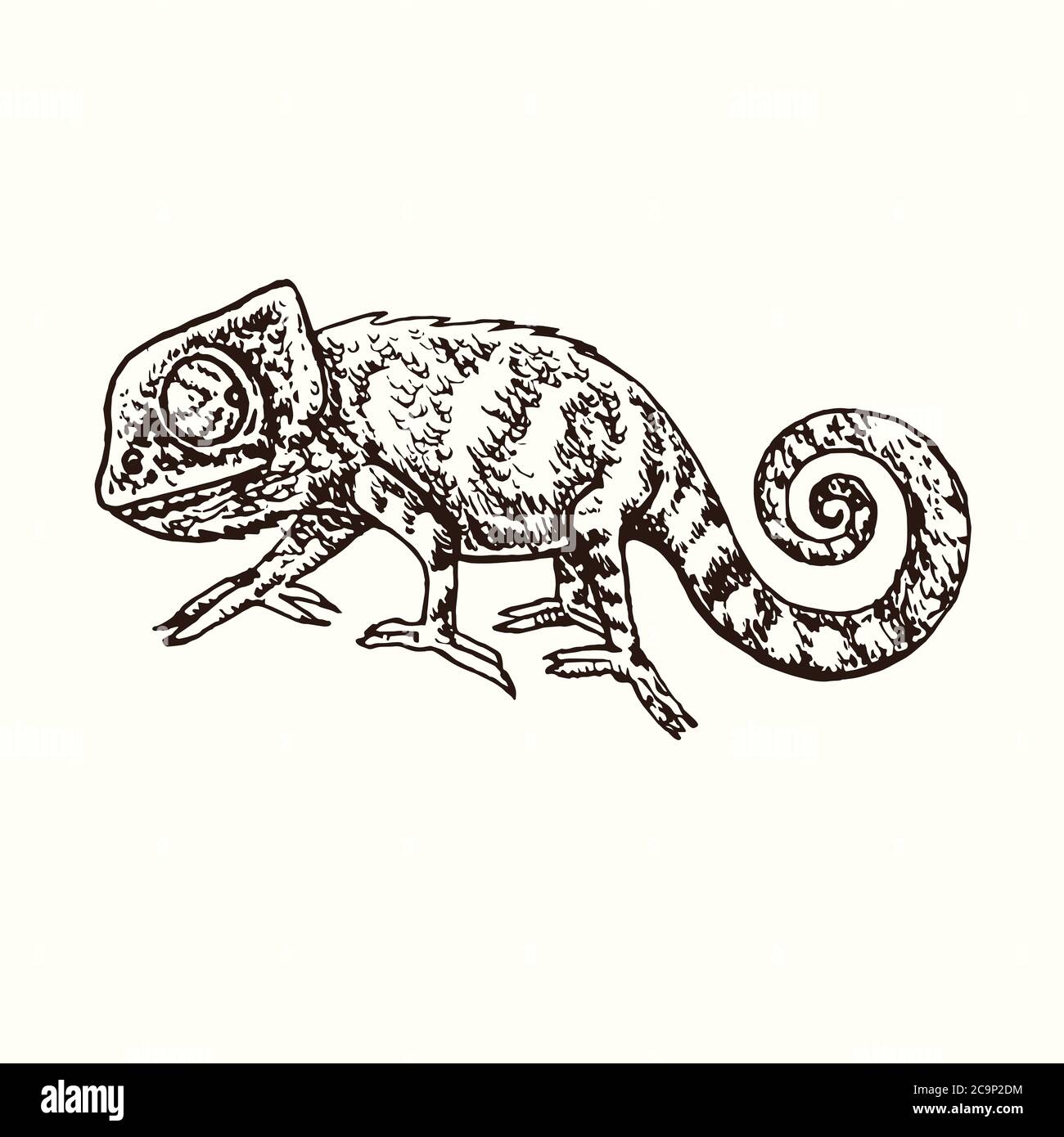 Sketch of chameleon. Hand drawn vector - Stock Illustration [71081872] -  PIXTA