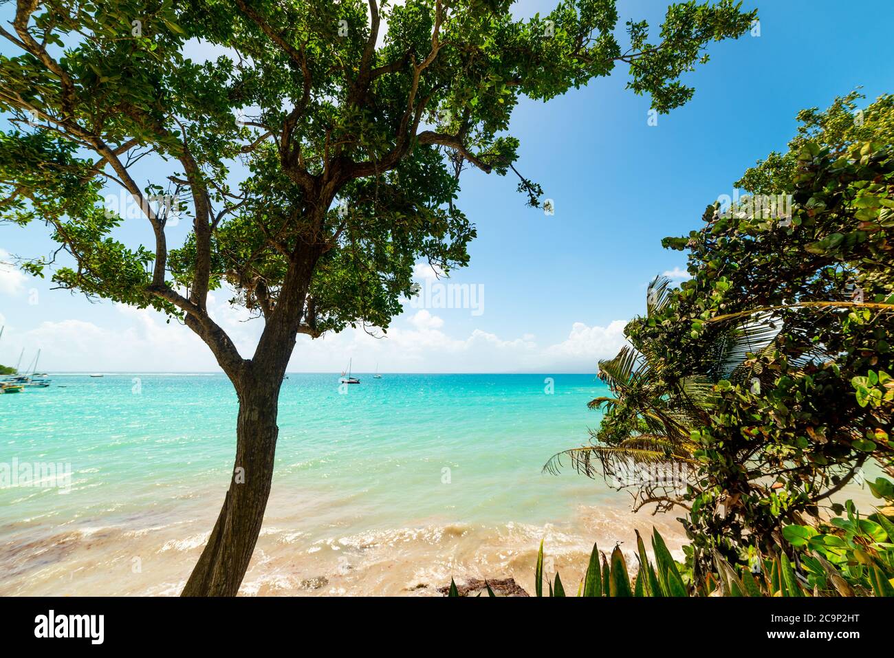 Trees by the sea in La Datcha beach in Guadeloupe, French west indies. Lesser Antilles, Caribbean sea Stock Photo
