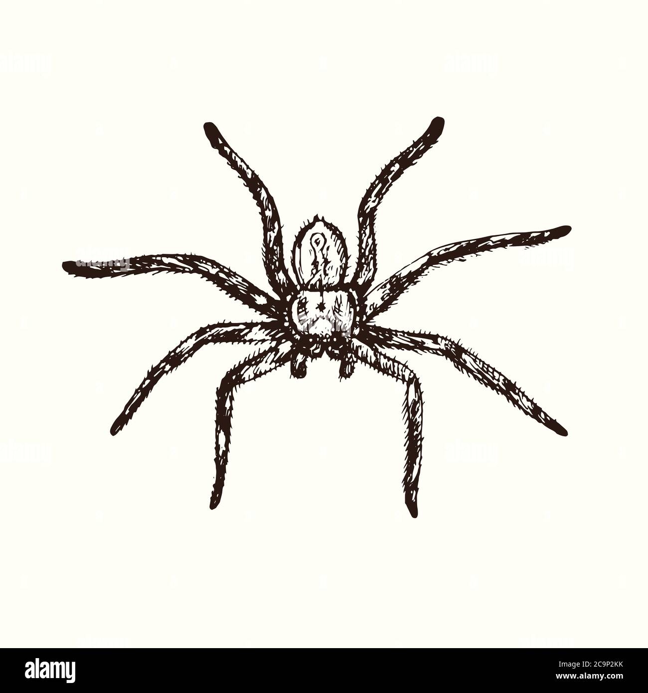 How To Draw A Tarantula Red Knee  Art For Kids Hub 