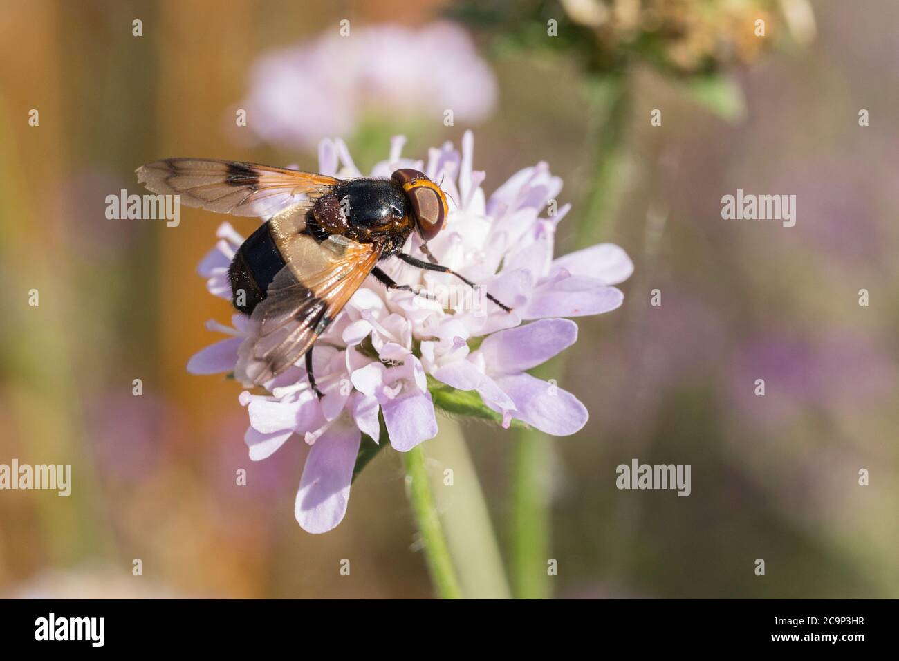 White banded drone fly (Volucella pellucens) on lilac flower has black tipped abdomen white ivory band black thorax yellow face and reddish brown eyes Stock Photo