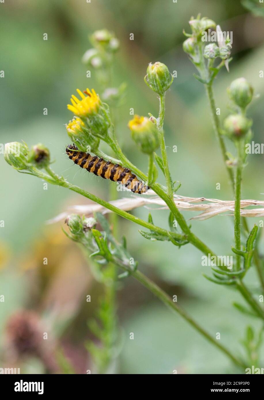 Orange yellow Cinnabar moth (Tyria jacobaeae) caterpillar with black bands feed on ragwort and groundsel plants containing poisons. Portrait format. Stock Photo