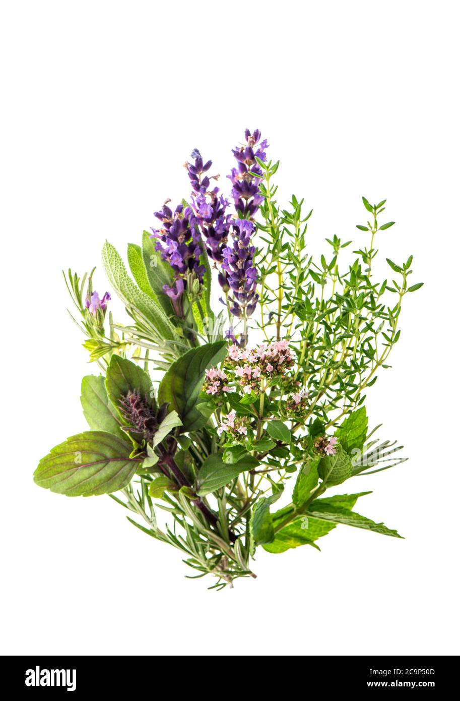 Sprig fresh sage herb hires stock photography and images Alamy