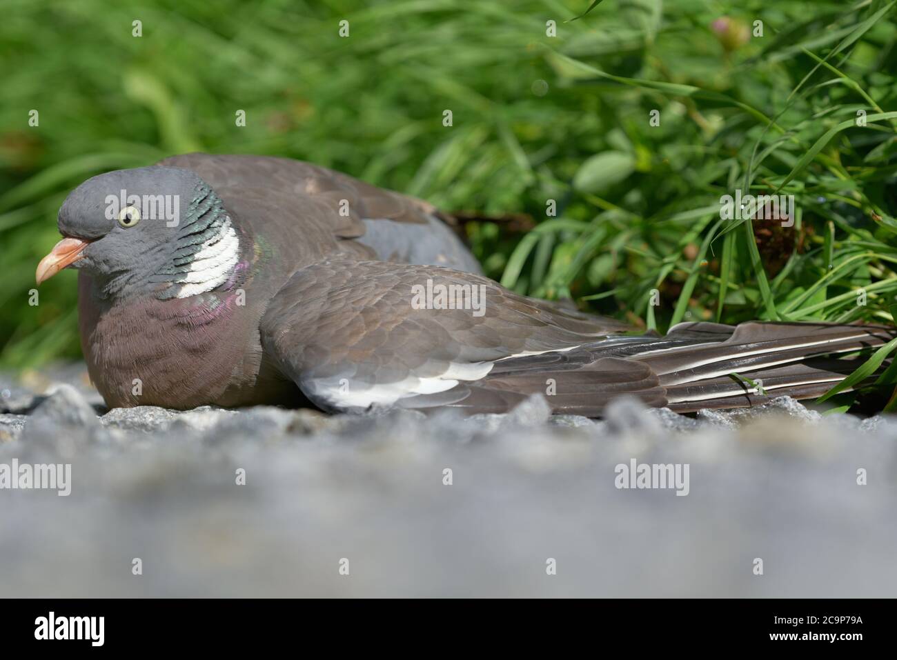 Flightless and injured Common wood pigeon lying on the gravel road in Western Finland on sunny day at the end of July 2020. Stock Photo