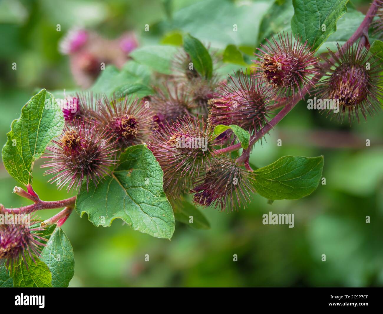Closeup of purple flowers and green leaves of burdock, Arctium, growing in a hedgerow Stock Photo