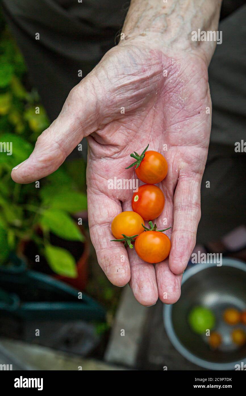 A gardener holding homegrown tomatoes in the palm of his hand Stock ...
