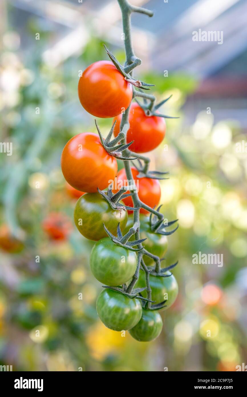 Tomatoes hanging on a vine, growing in a greenhouse Stock Photo - Alamy