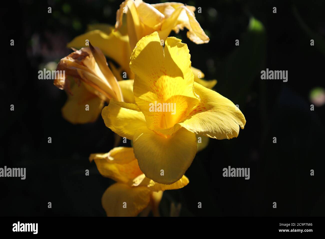 Bright Lonely Orange Yellow Lily Stock Photo