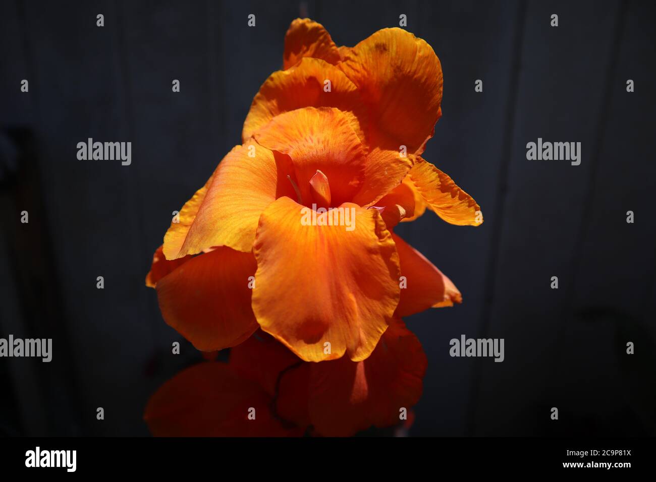 Bright Lonely Orange Canna Lily Stock Photo