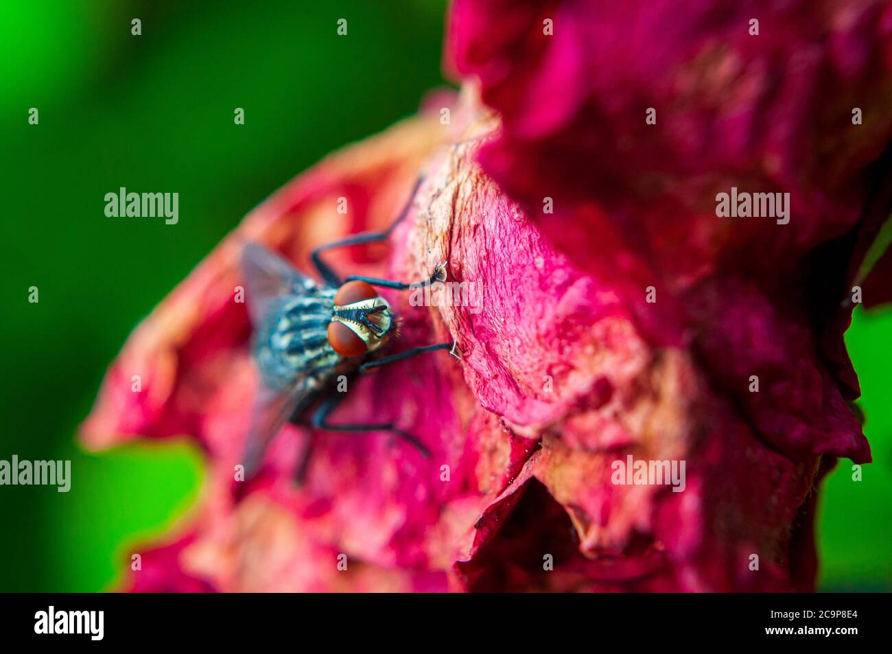 Fly on a rotten rose Stock Photo