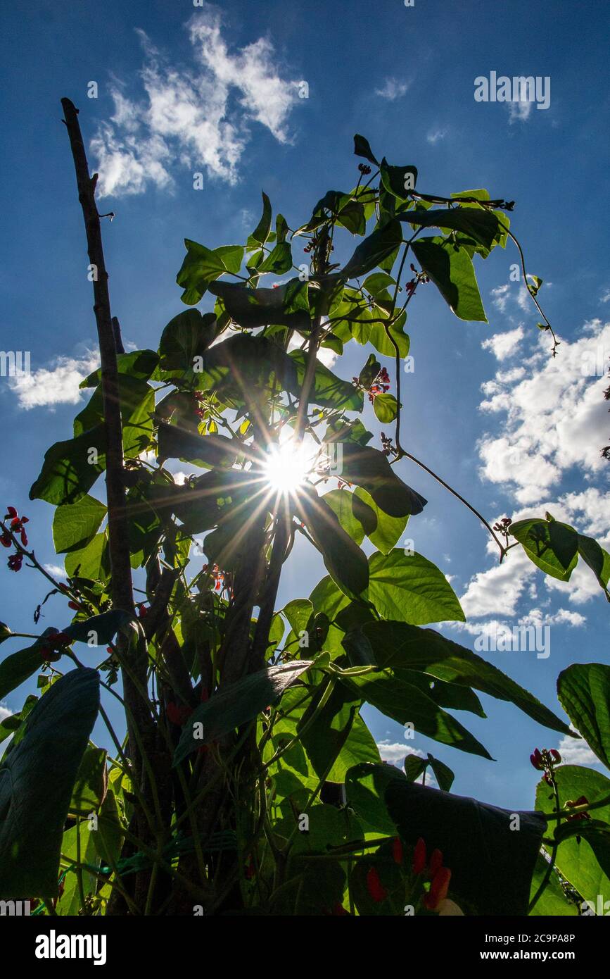 Watering runner beans summer hires stock photography and images Alamy