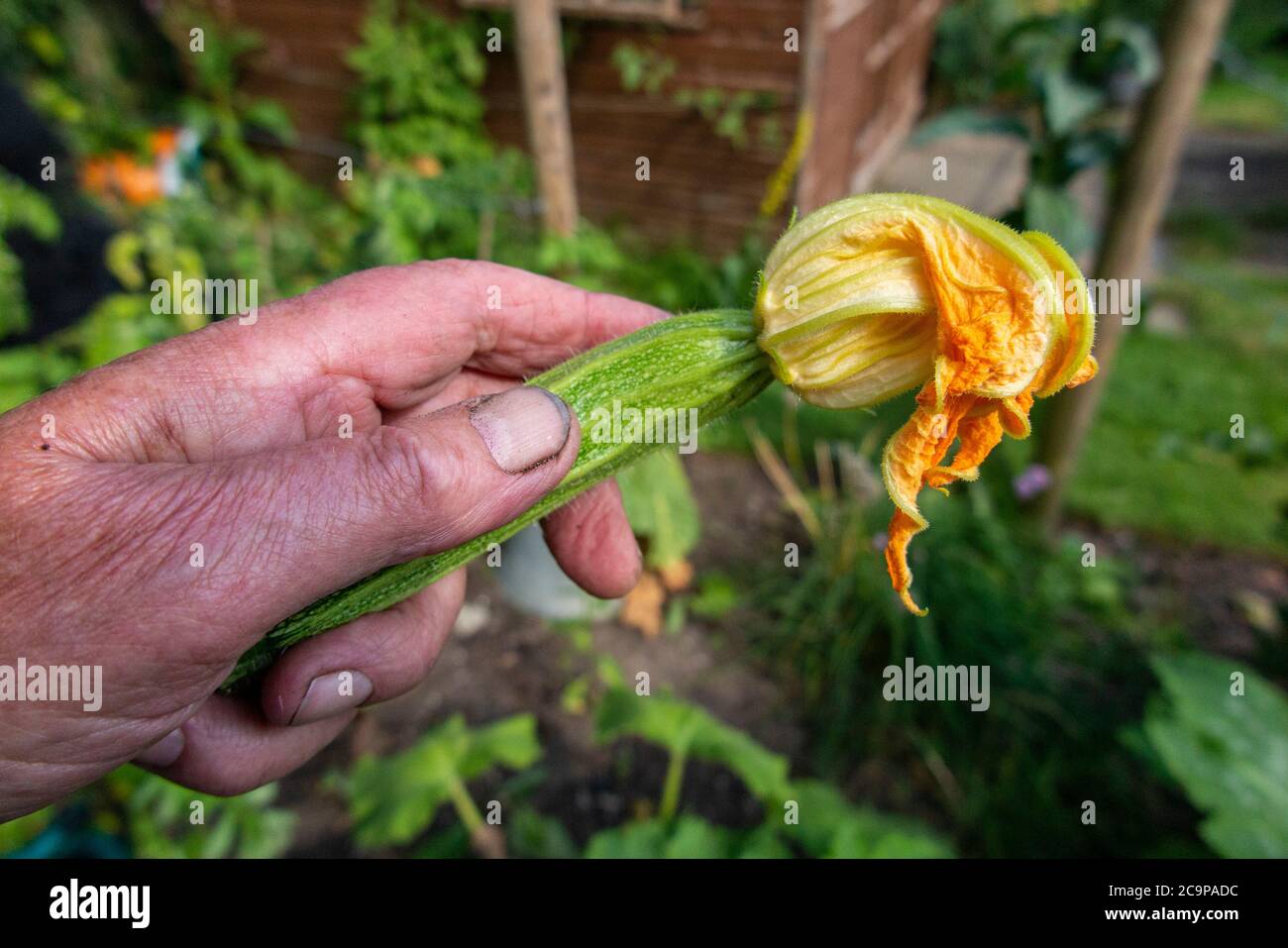 Courgette fresh growth hi-res stock photography and images - Alamy