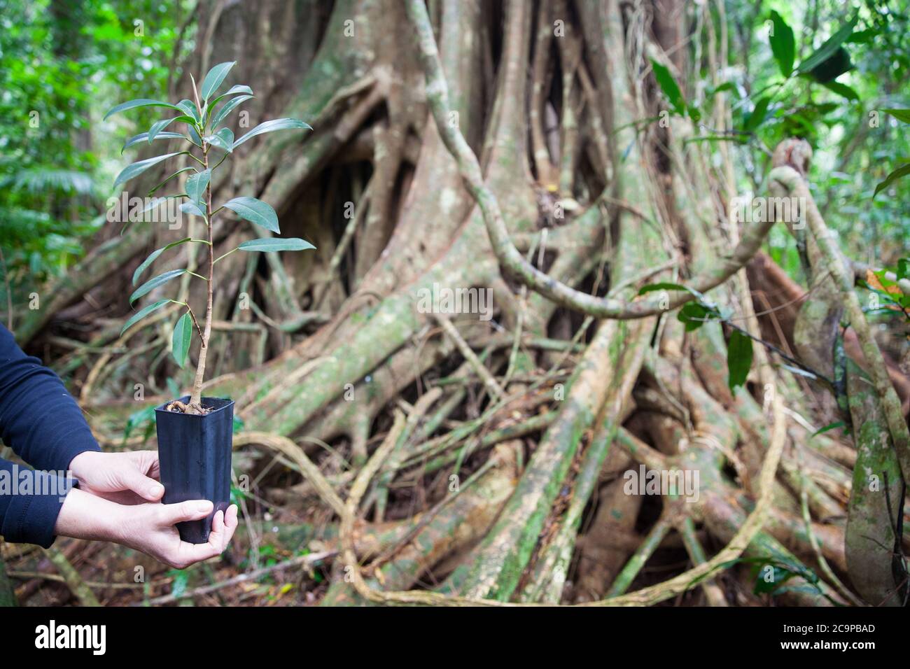 Small-leaved Fig (Ficus obliqua) - potted sapling and mature tree in background. July 2020. Cow Bay. Daintree National Park. Queensland. Australia. Stock Photo