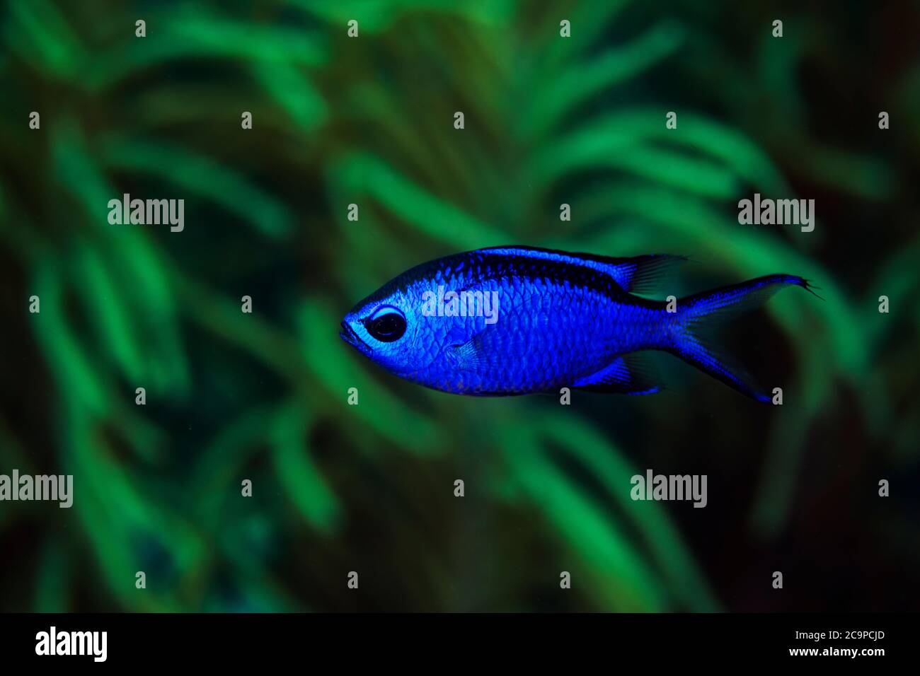 A Blue Chromis exploring the reef in Bonaire, The Netherlands. Scientific name: Chromis cyanea, Stock Photo