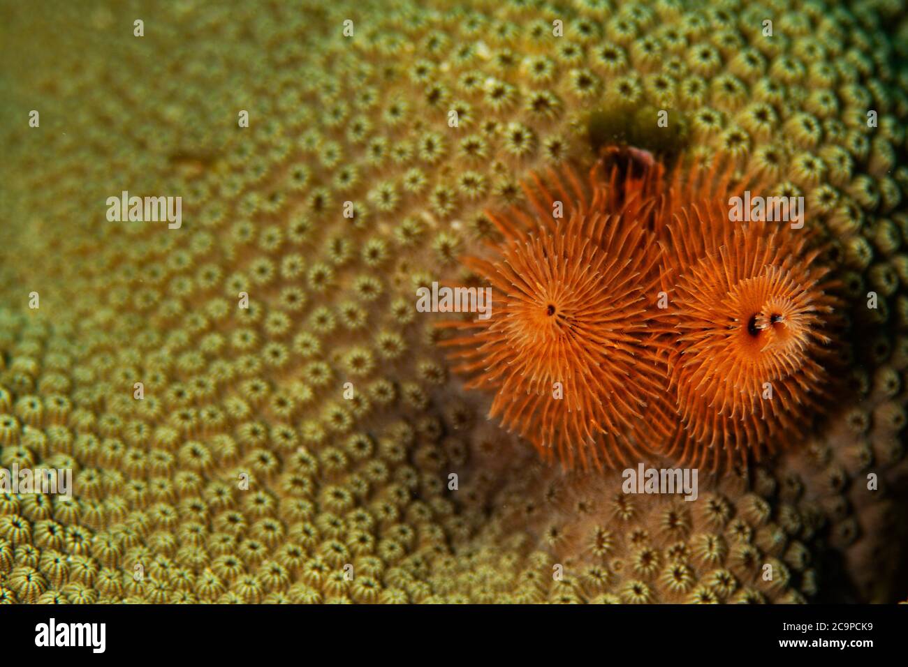 Christmas Tree Worms on the coral in Bonaire, Netherlands. The