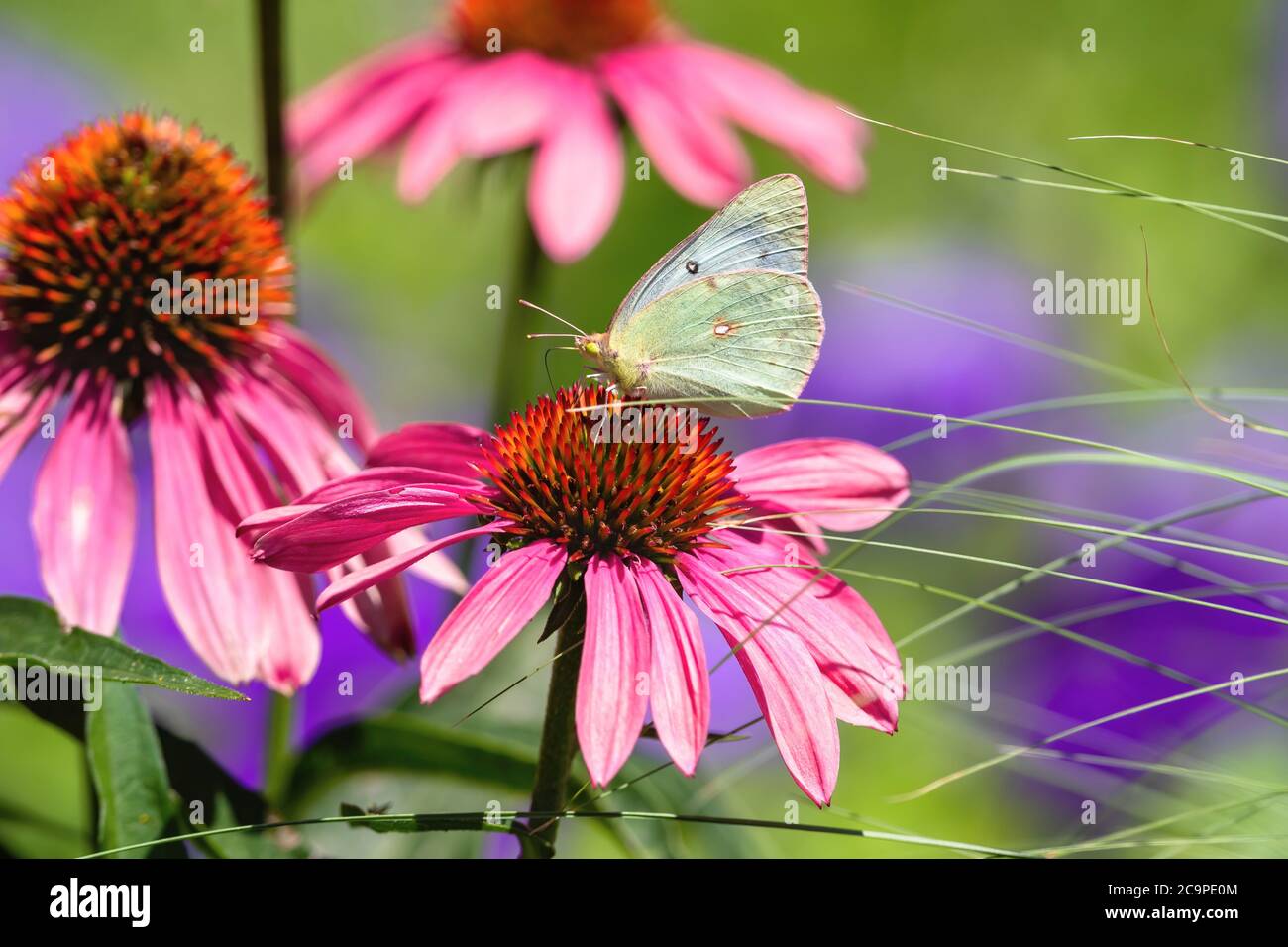 A Orange Sulphur Butterfly of the White Phase variety collecting nectar on a pink Echinacea flower in a multi colored garden setting. Stock Photo