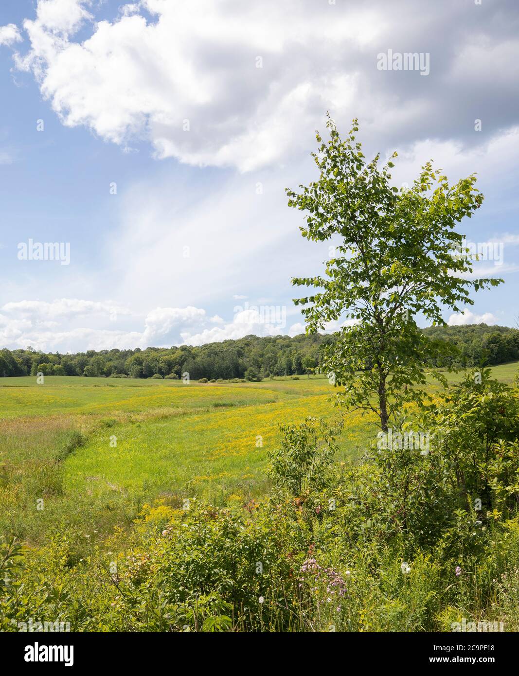 A green farm field under bright blue sky with fluffy clouds Stock Photo ...