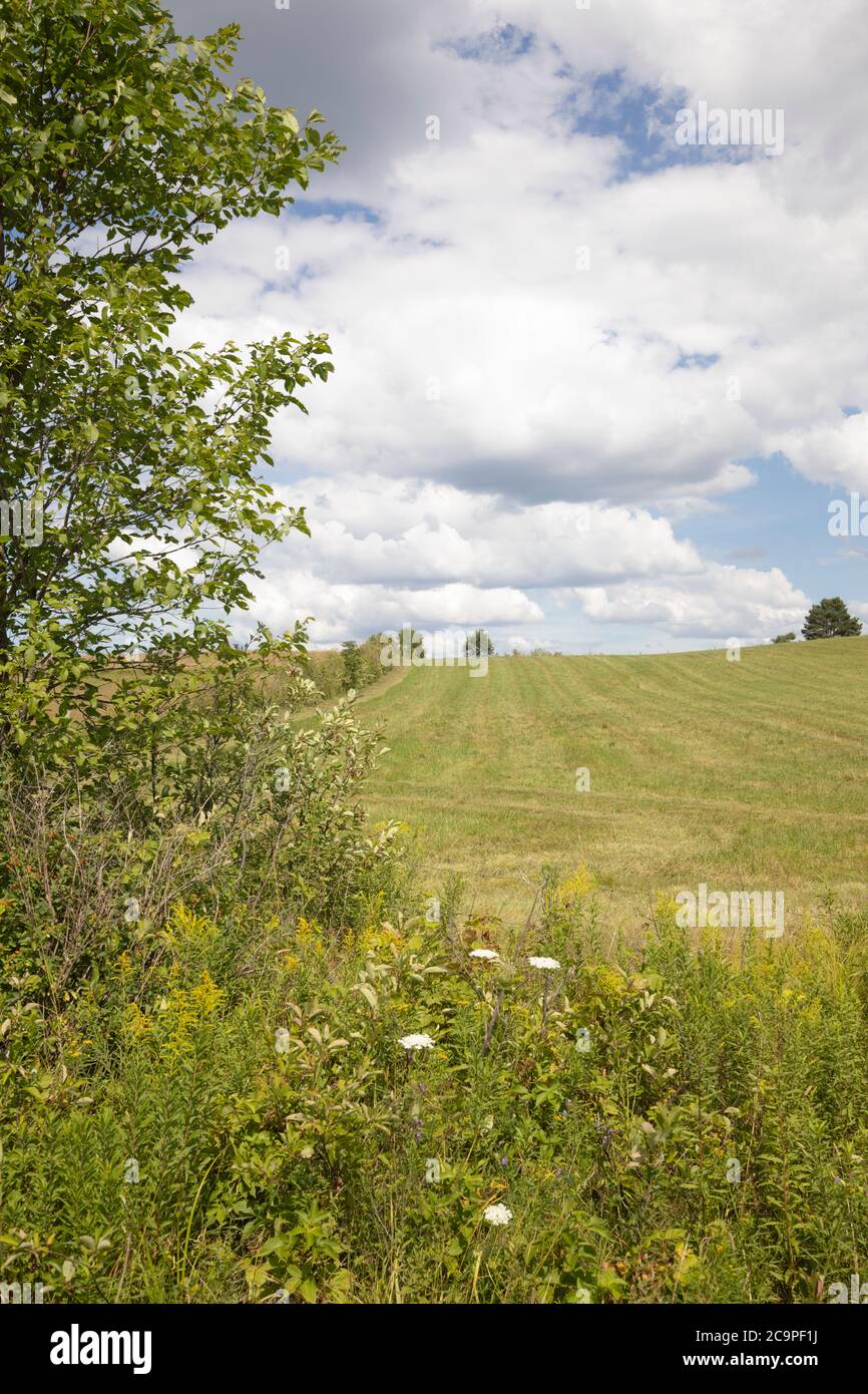 A green farm field under bright blue sky with fluffy clouds Stock Photo ...