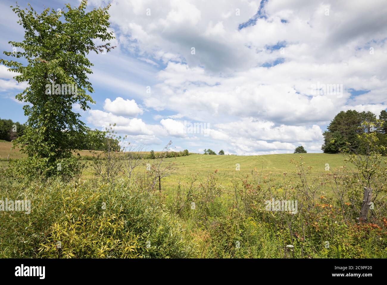 A green farm field under bright blue sky with fluffy clouds Stock Photo ...