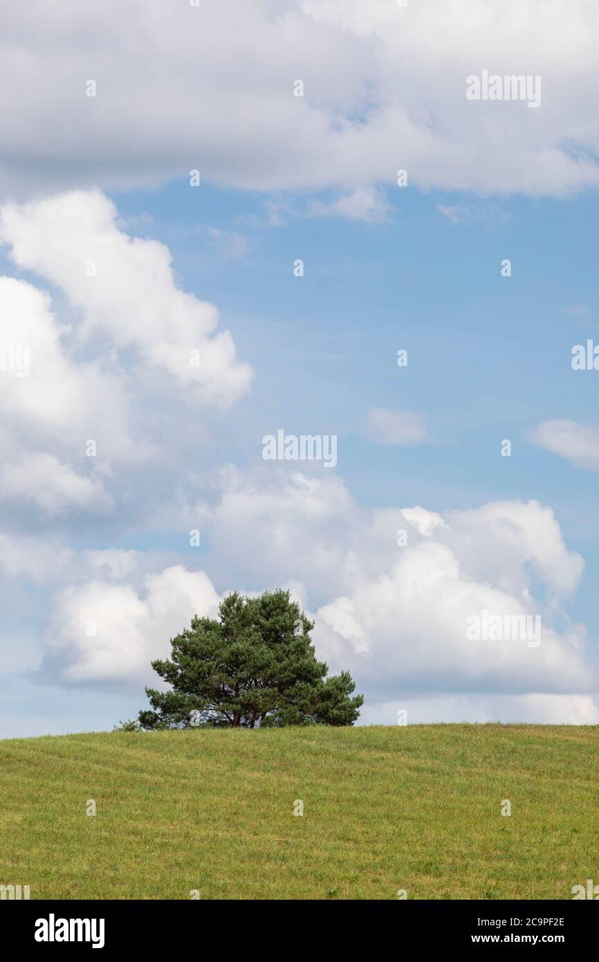 A green farm field under bright blue sky with fluffy clouds Stock Photo ...