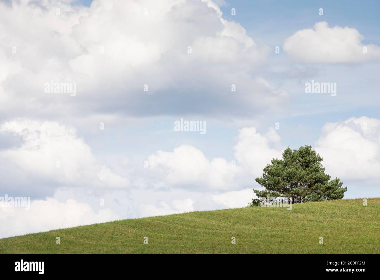 A green farm field under bright blue sky with fluffy clouds Stock Photo ...