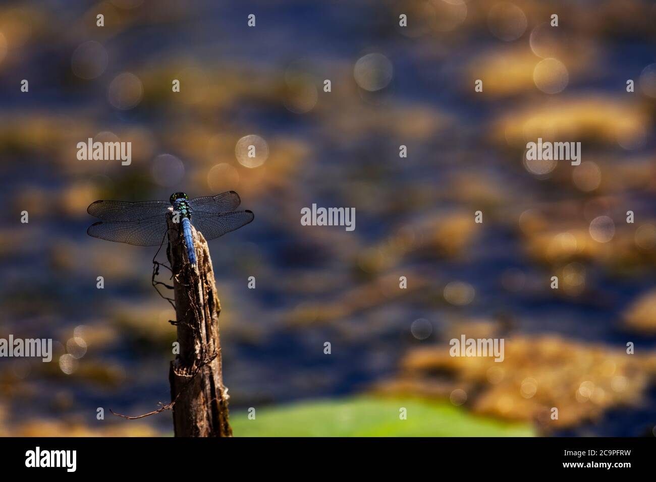 A Blue Dasher Dragonfly at the pond Stock Photo - Alamy